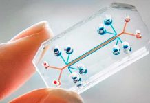 Científicos trabajan para implantar un microchip que haga la función de los órganos ciencia