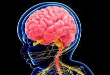 Niveles de DHA en la madre influyen en desarrollo cerebral del bebé DHA