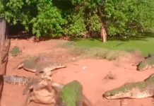 Cocodrilo muerto de hambre le arranca la pata a su compañero (Video) cocodrilo