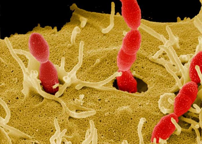 portada_WTCOl8Y bacteria