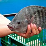 Cuba planea estimular el crecimiento de peces con modificadores biológicos cuba