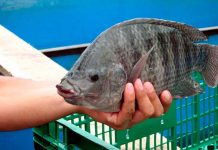 Cuba planea estimular el crecimiento de peces con modificadores biológicos cuba