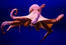 Las hembras pulpo se comen parte del pene de el macho