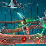 Perder neuronas no es tan malo perdida neuronal