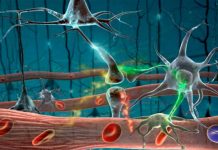 Perder neuronas no es tan malo perdida neuronal