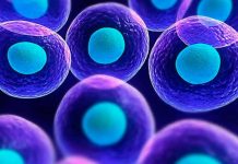 El primer trasplante de células madre iPS para tratar el Parkinson transplante