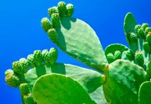 Consumir nopal es benéfico para controlar la diabetes y la hipoglucemia nopal