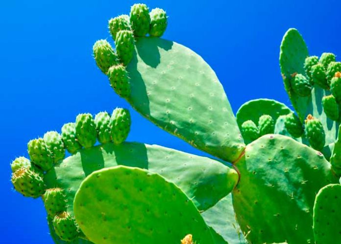 nopal