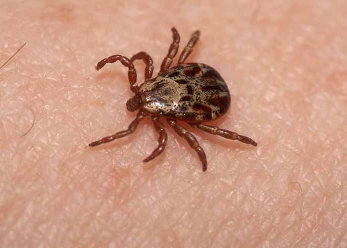 portada_fd78L92 pulga