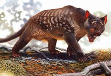 Hallan un fósil casi completo del extinto «león marsupial»