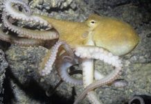 Experimento: Le dan éxtasis a un pulpo celulas cerebrales