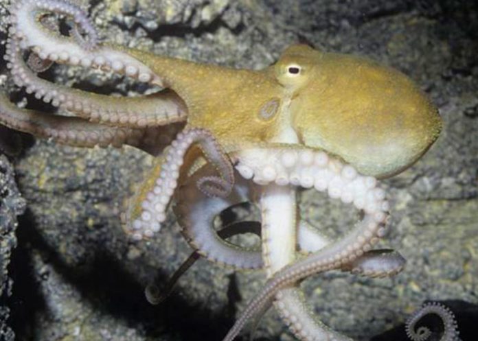 portada_fsoQeqw celulas cerebrales