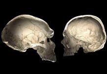 Ciertos humanos modernos con genes neandertales