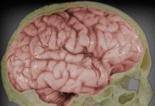 Existen túneles secretos entre el cráneo y el cerebro tejido cerebral