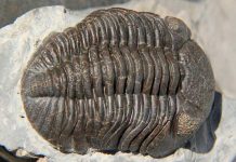 Niña descubre un fósil de un trilobite de 475 millones de años