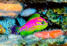 Una nueva especie de pez de arrecife con colores fascinantes arrecifes profundos