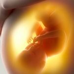 Crean mini placentas para estudiar las enfermedades de el embarazo placenta