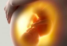 Crean mini placentas para estudiar las enfermedades de el embarazo placenta