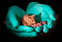 Científicos producen ratones de padres del mismo sexo ratones