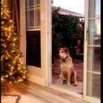 Perrito no entra a casa por puerta «invisible» (Video) video