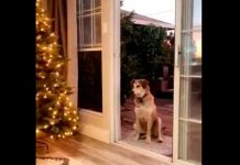Perrito no entra a casa por puerta «invisible» (Video) video