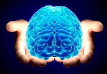 El cerebro se nutre de experiencias pasadas para mejorar estudio