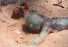 Encuentran una «sirena bebé» a la orilla del mar (Video)