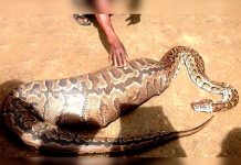 Abren a una serpiente porque pensaron que se había tragado a un niño