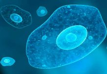 Estudian genes de la amibiasis para combatir la enfermedad parasitos