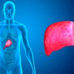 Científicos descubren una proteína esencial para nuestro hígado pask