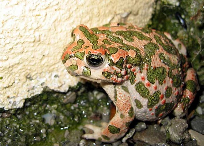 portada_r0H4lPK colombia