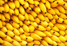 Logran cosechar plátanos sin necesidad de usar la tierra platanos sin tierra