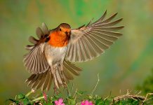 ¿Cómo se orientan las aves? La respuesta está en ellos mismos pajaro