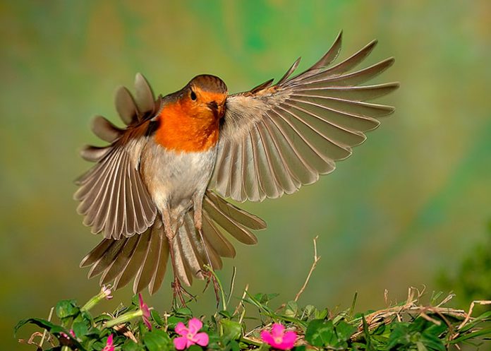 portada_rqkxG71 pajaro