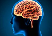 Descubren región del cerebro que se vincula a movimientos finos cerebro