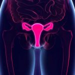 El útero tiene muchas más funciones que albergar un bebé utero