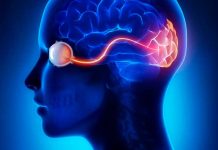 Descubren un segundo córtex visual en el cerebro cortex postrinal