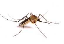 Fotos: Descubren en China el mosquito más grande del mundo china
