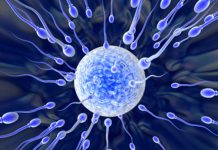 La fertilidad masculina podría afectarse por el cambio climático ovulo