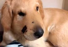 golden retriever