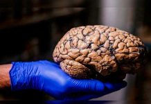 Científicos descubren una región oculta en nuestro cerebro (Video) atlas cerebrales