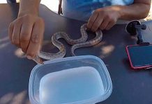 Hombre sumerge la cabeza de una serpiente en nitrógeno líquido (Video) serpiete