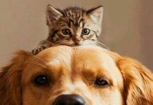 ¿Tu perro o gato te sigue a todos lados? Esta es la razón gatos