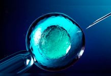 Óvulos humanos artificiales gracias a unos investigadores japoneses gametogenesis humana