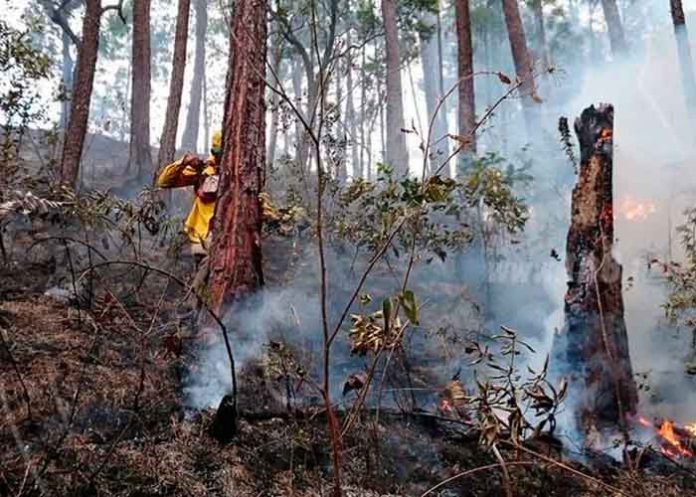 incendio forestal en reserva indio maiz