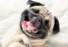 ¿Por qué tu perrito cree que revolcarse es buena idea? perros