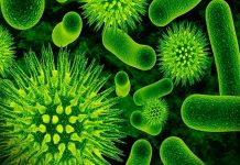 Desafío a la biología, un virus crea su propia genética virus