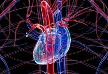 Descubren una molécula que retrasa el envejecimiento vascular