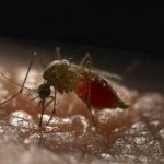 Paraguay confirma su primera muerte por dengue de 2021 paraguay