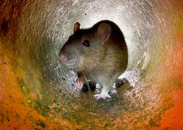 prision-rata estados unidos